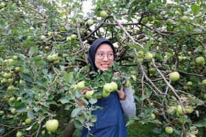 Wisata Petik Apel Batu: Pengalaman Seru Memetik Buah Langsung dari Kebunnya