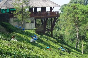 Kebun Teh Wonosari Tempat Outbound di Malang